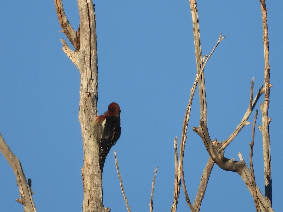 Red-breasted Sapsucker (ruber) - ML642628834