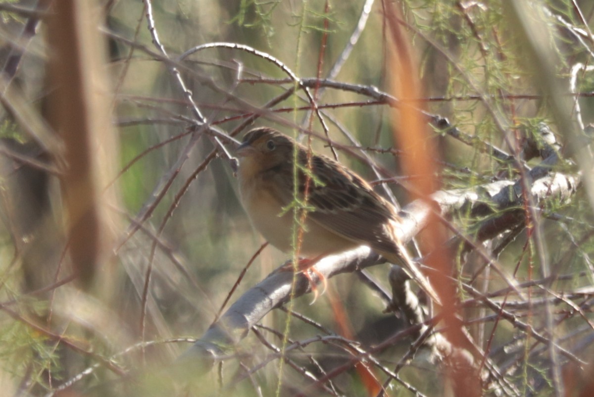 Grasshopper Sparrow - ML642628852