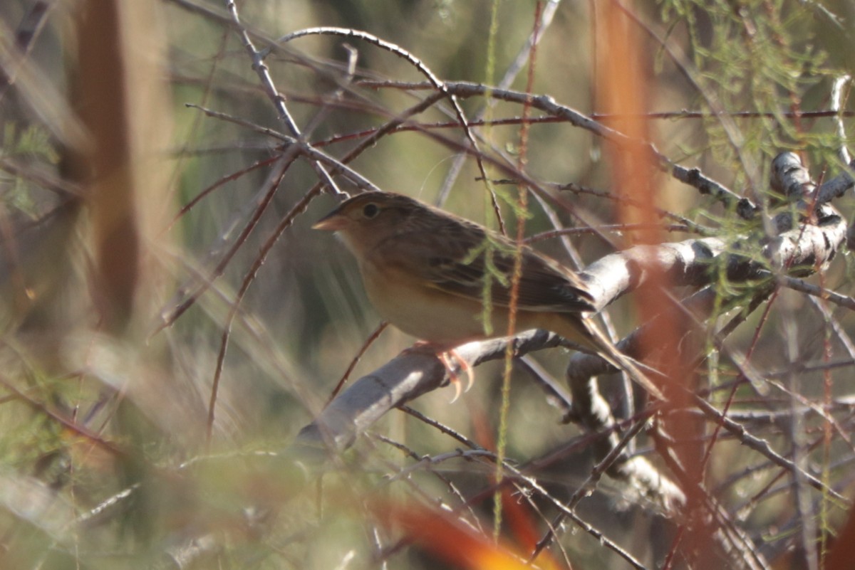 Grasshopper Sparrow - ML642628855