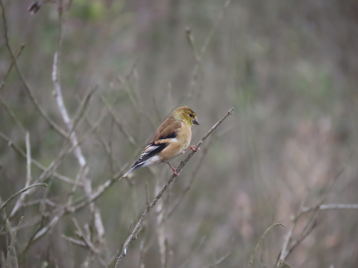 American Goldfinch - ML642628894