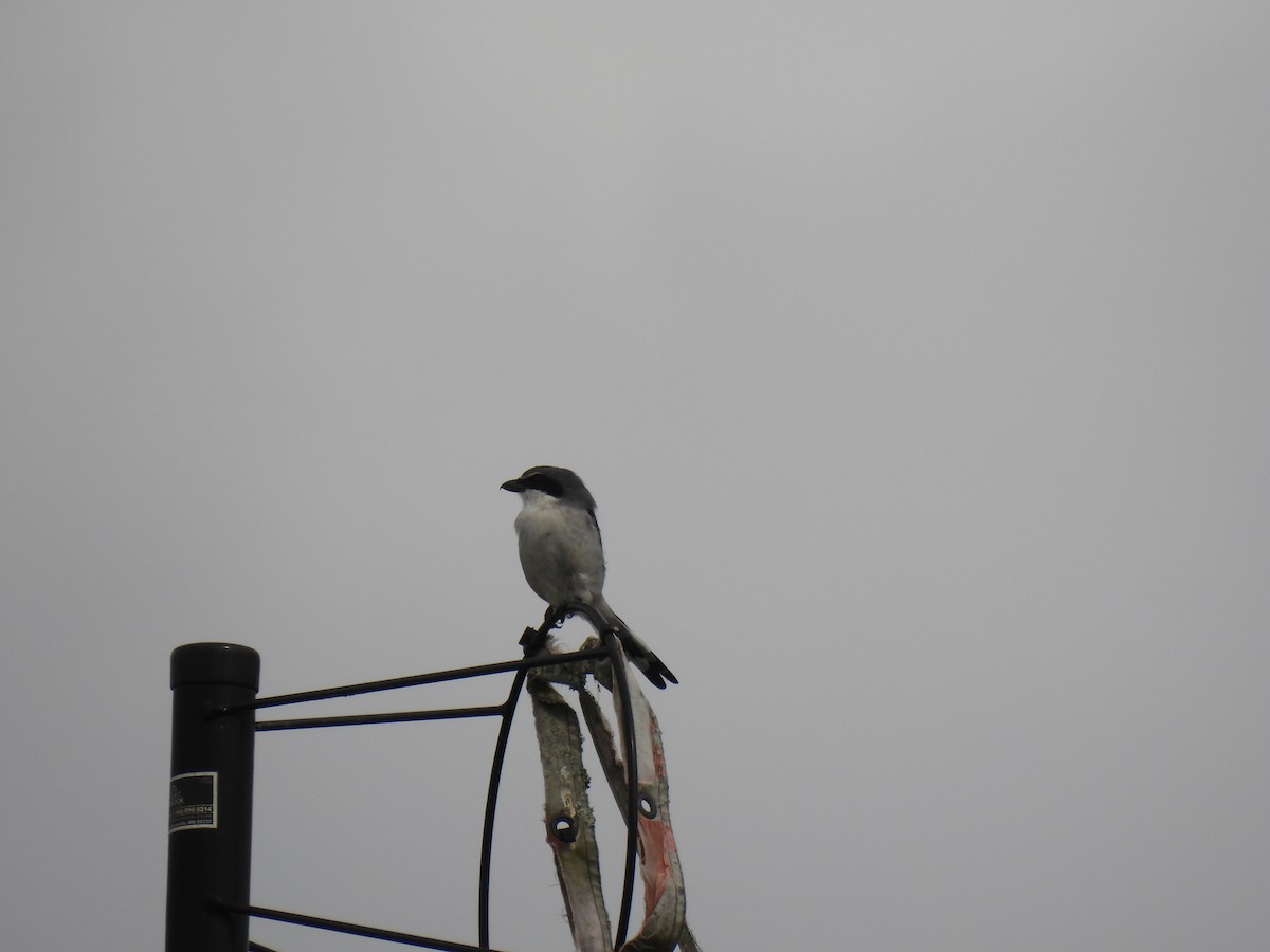 Loggerhead Shrike - ML642628910