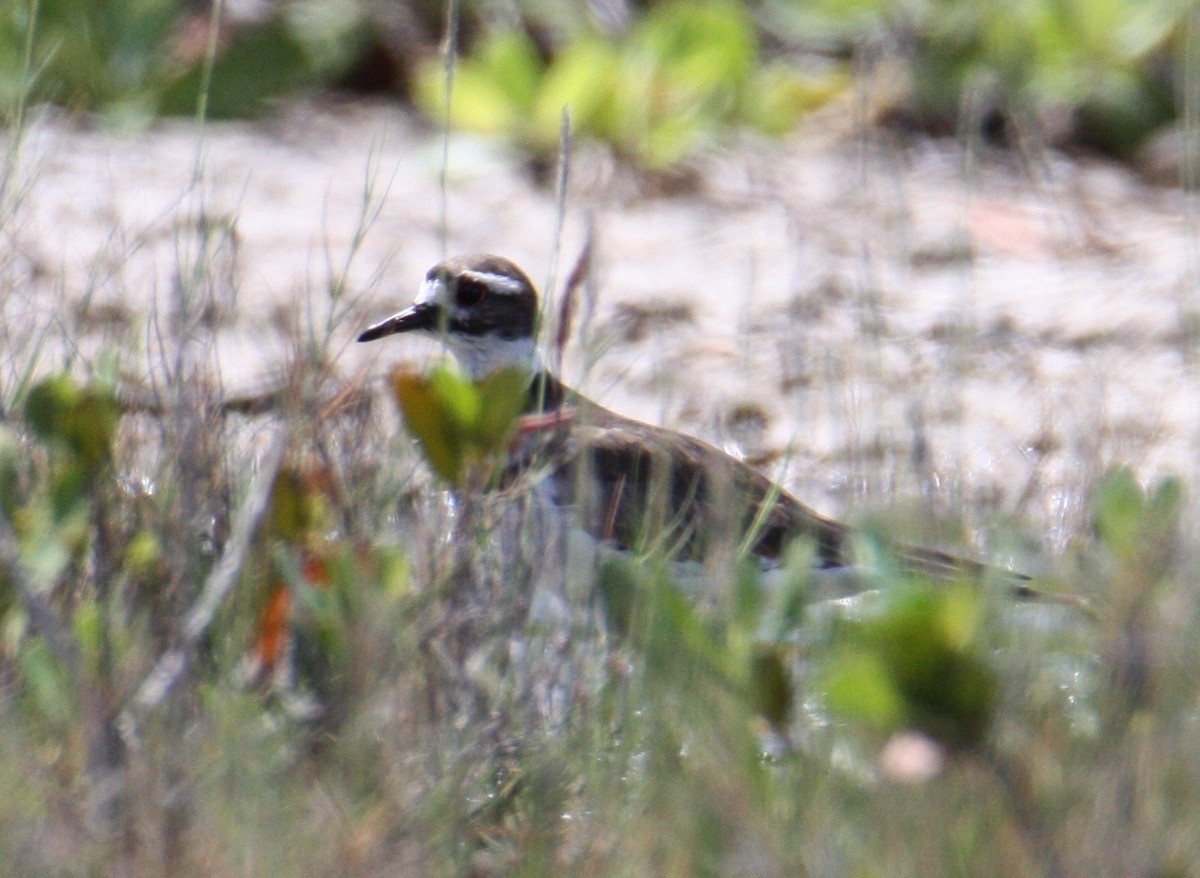 Killdeer - ML642628951