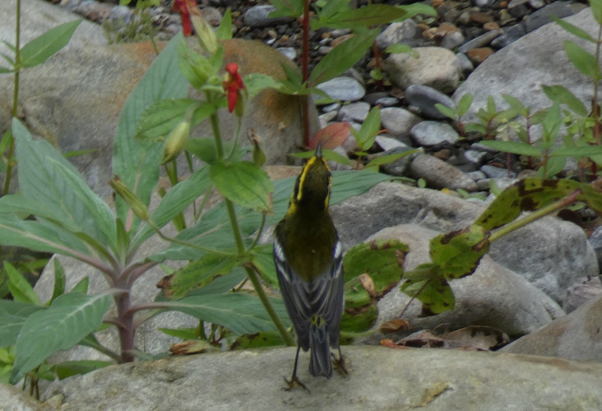 Townsend's Warbler - ML642628958