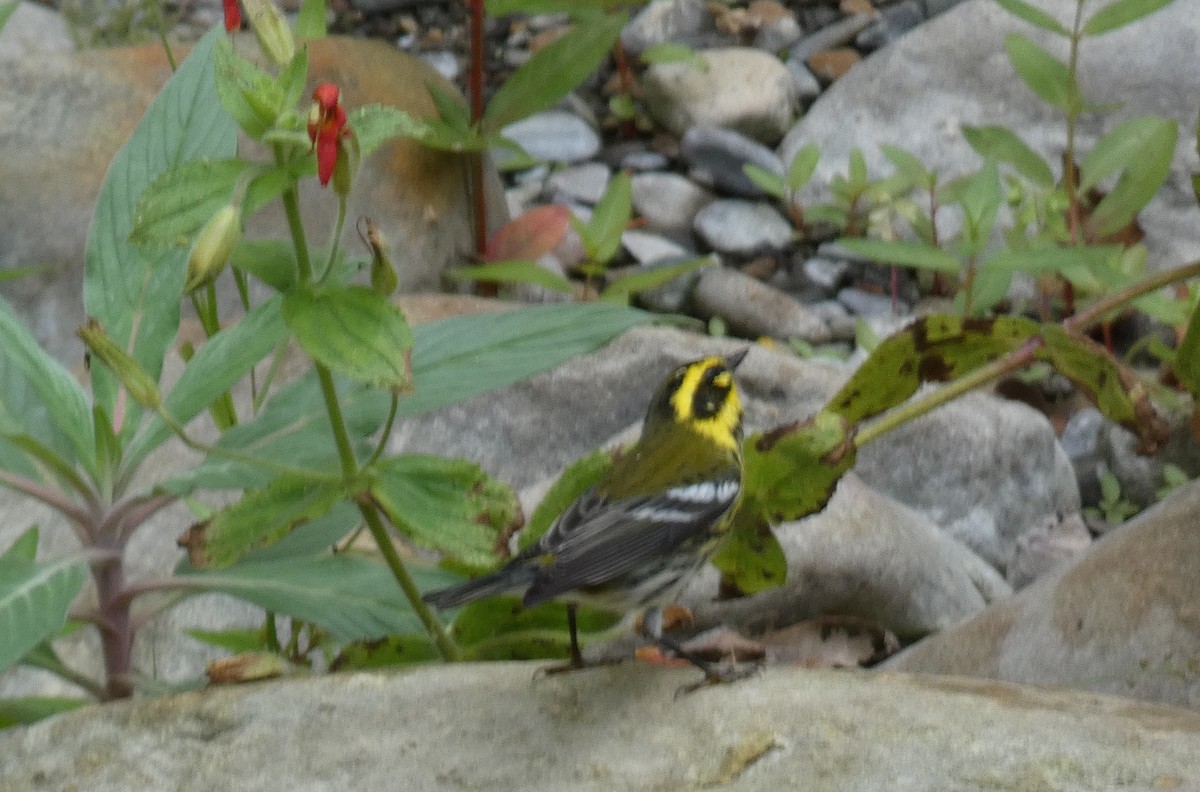 Townsend's Warbler - ML642628964