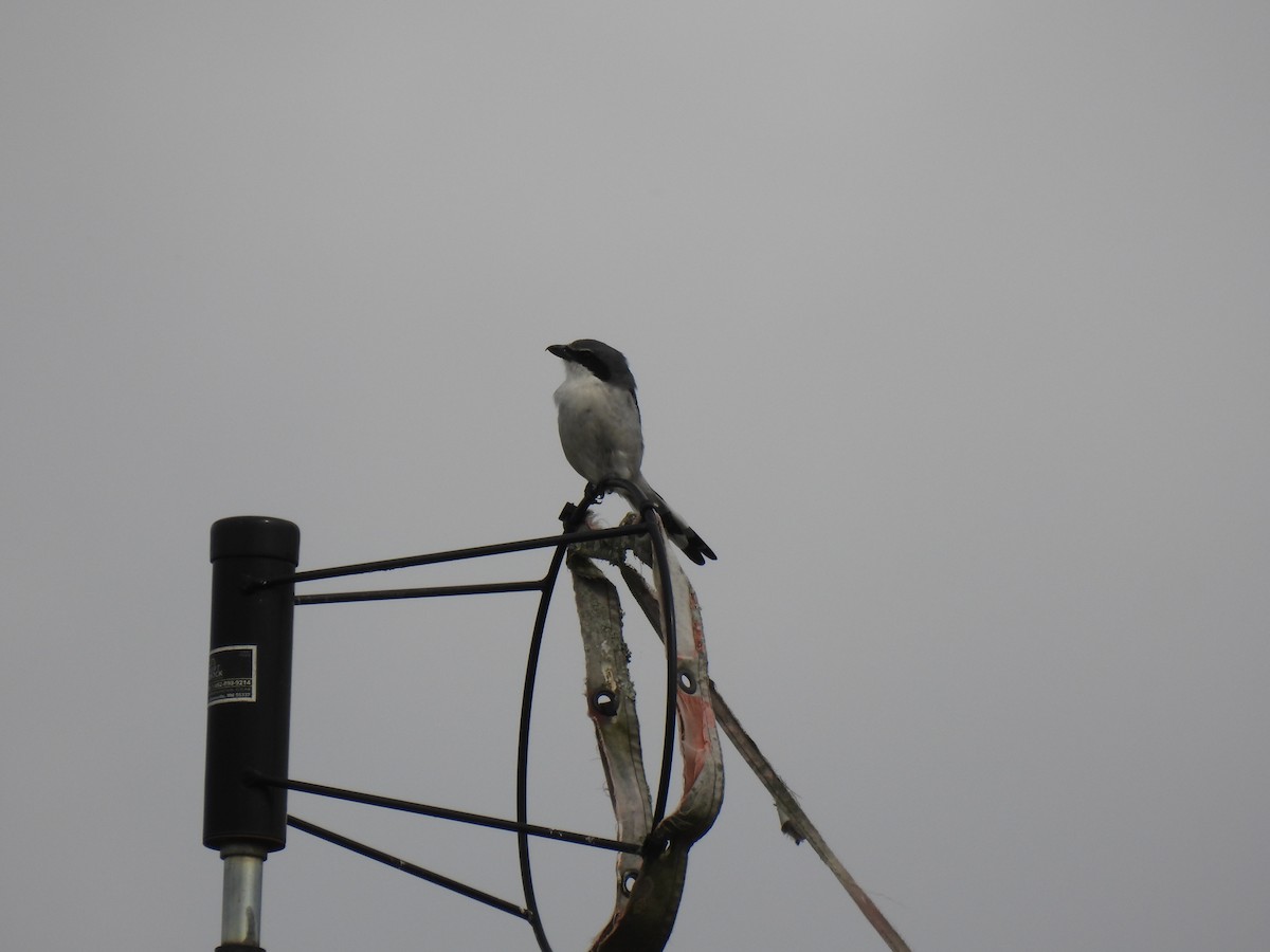 Loggerhead Shrike - ML642628983