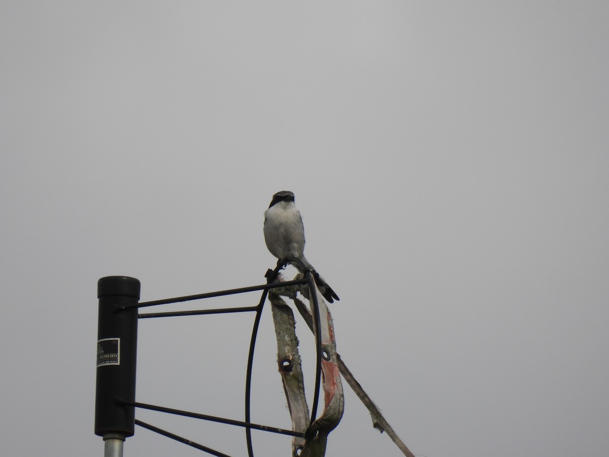 Loggerhead Shrike - ML642628984