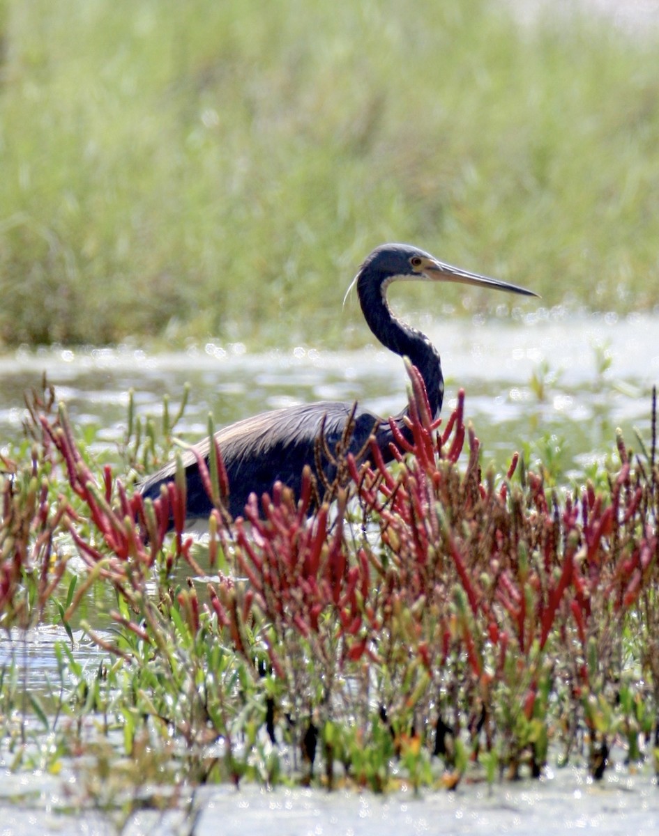 Tricolored Heron - ML642628994
