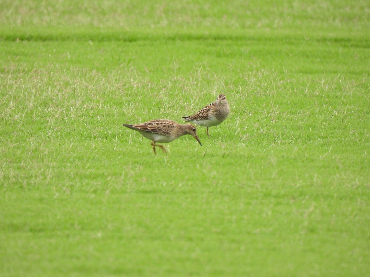Pectoral Sandpiper - ML642629035