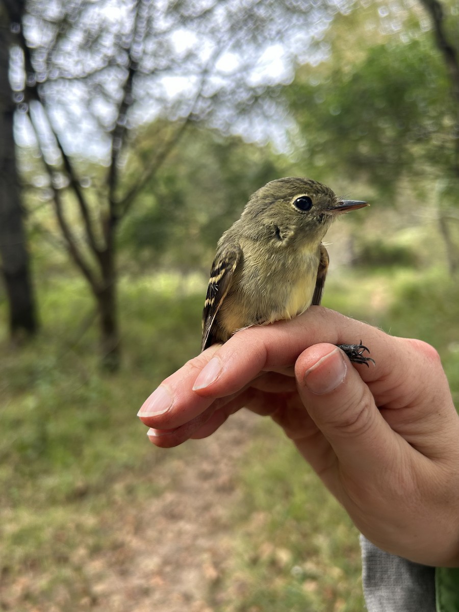 Yellow-bellied Flycatcher - ML642629065