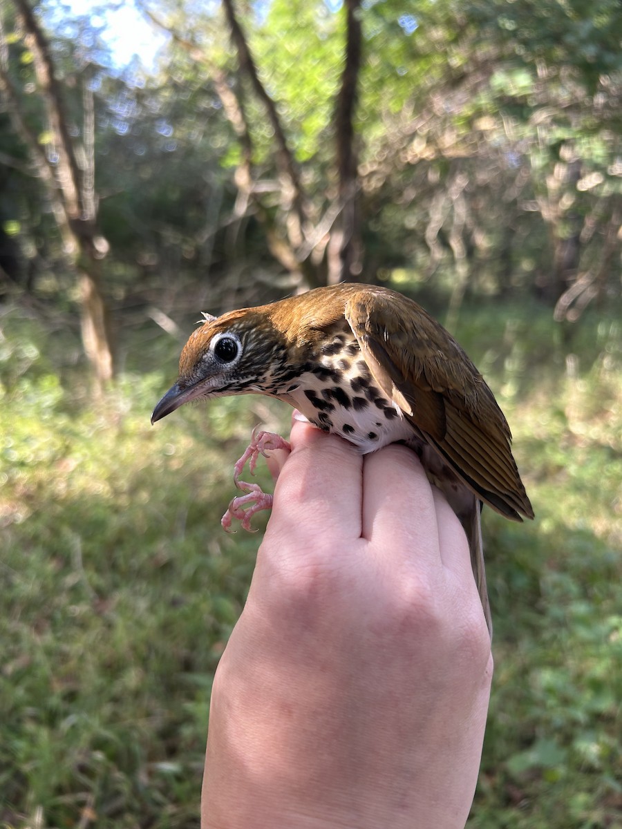 Wood Thrush - ML642629089