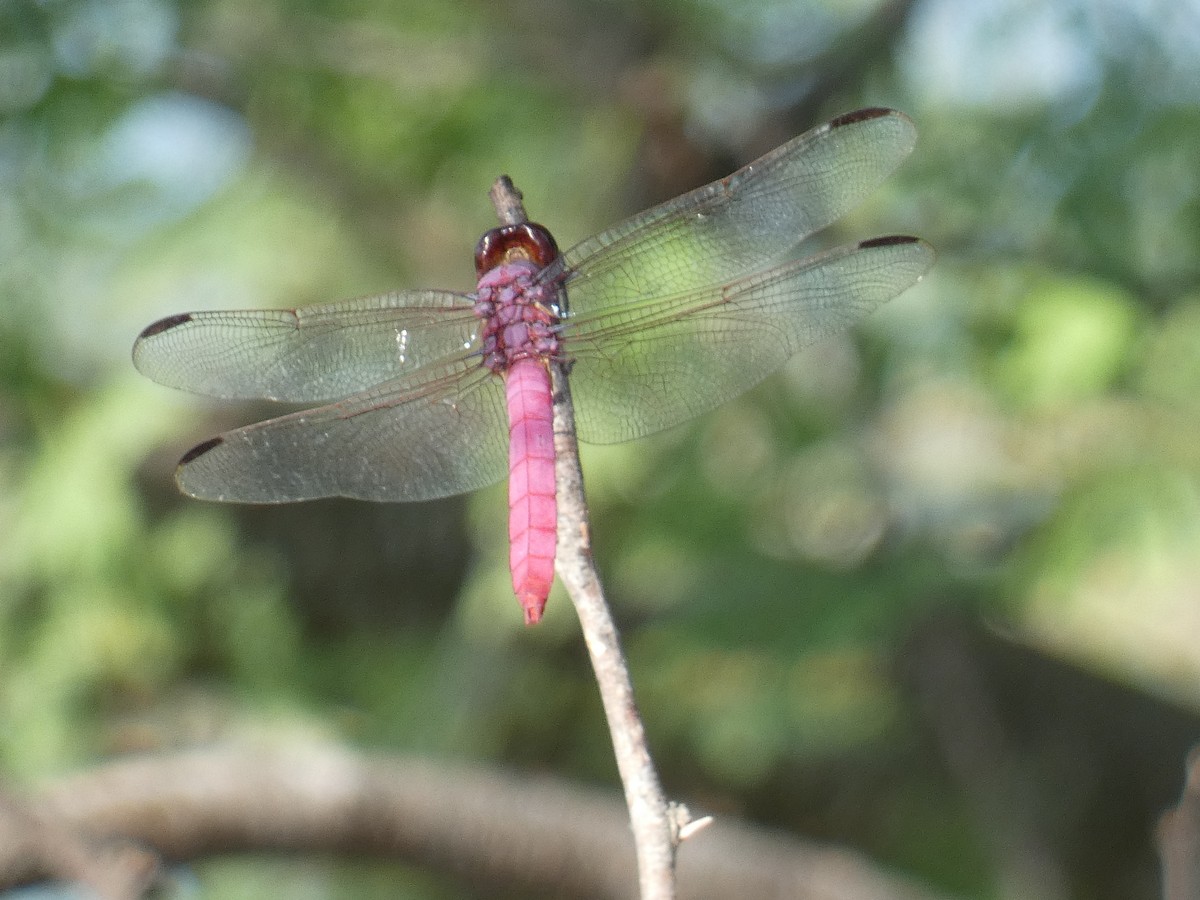 Roseate Skimmer - ML642629110