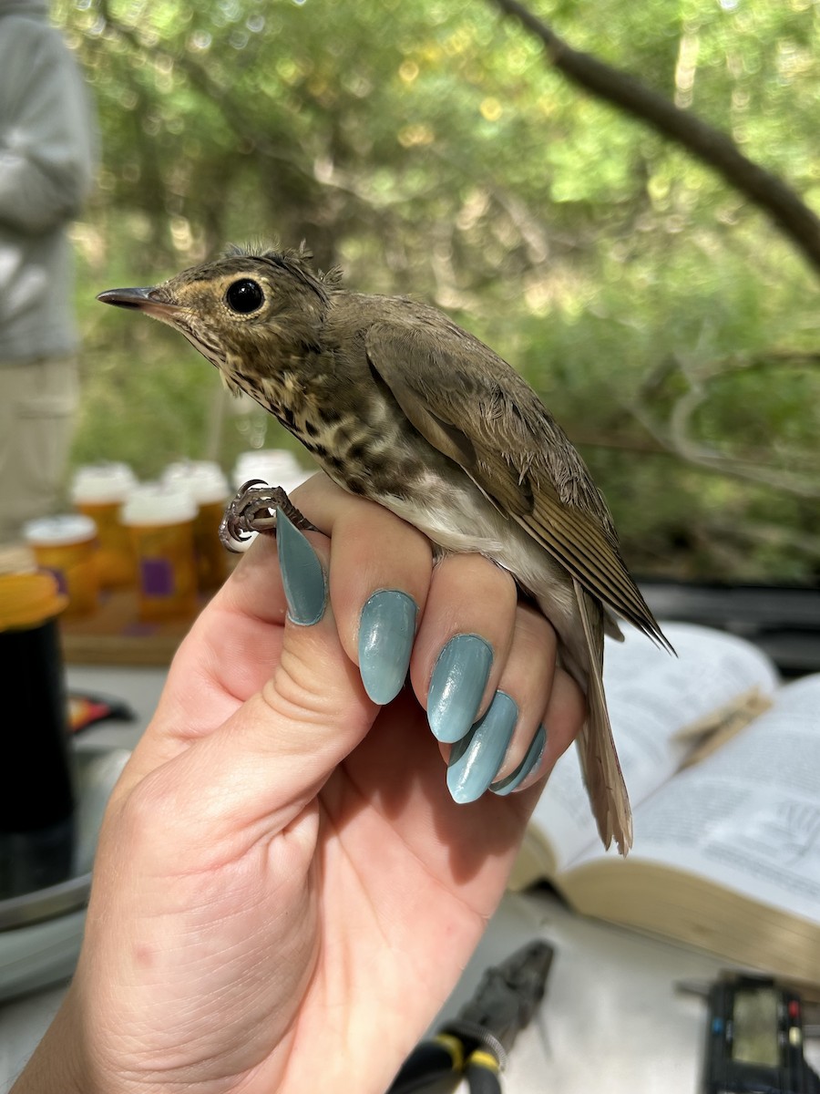 Swainson's Thrush (Olive-backed) - ML642629114