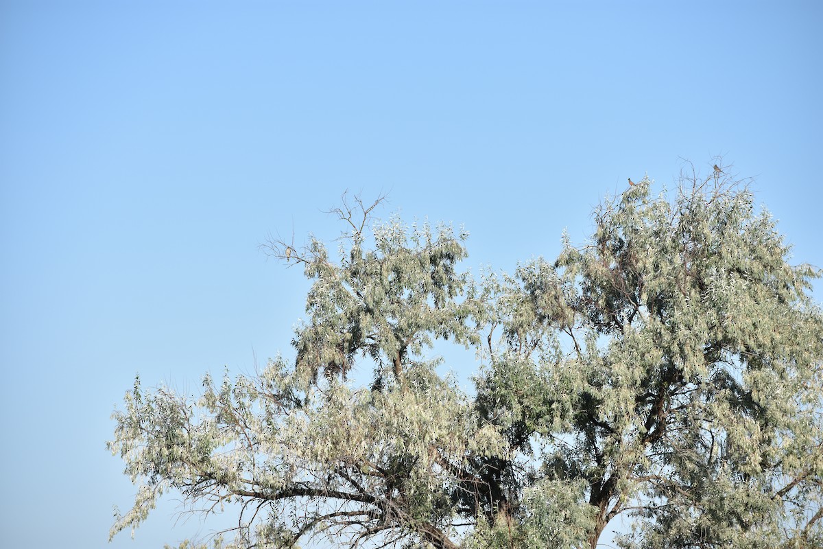 Sharp-shinned/Cooper's Hawk - ML642629117