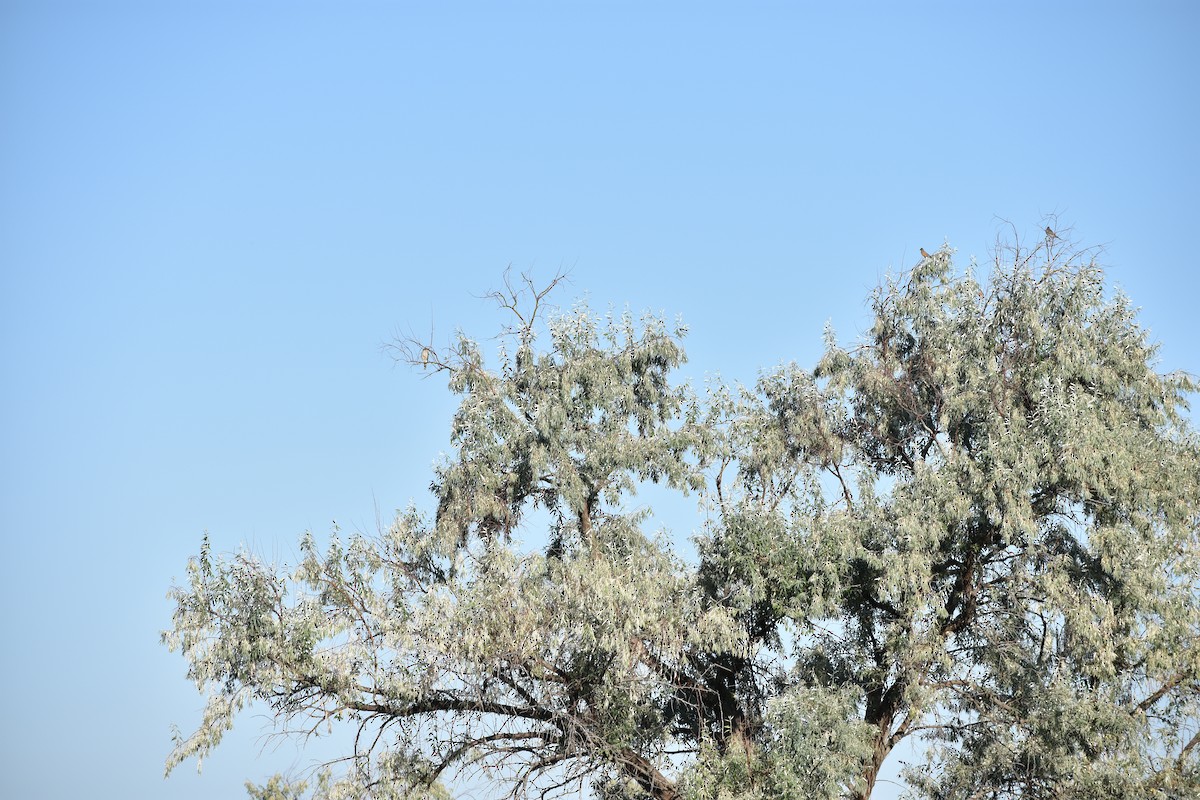 Sharp-shinned/Cooper's Hawk - ML642629118