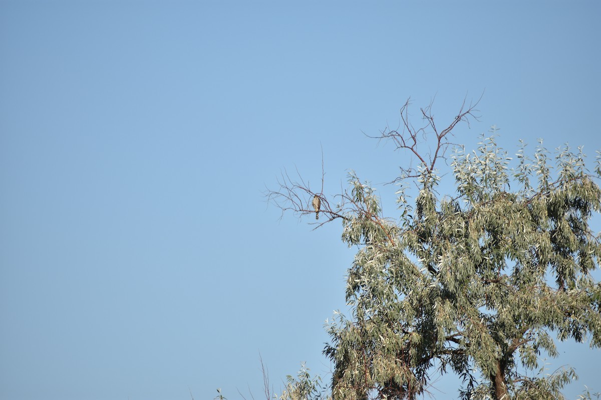 Sharp-shinned/Cooper's Hawk - ML642629119