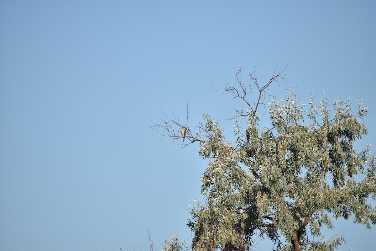 Sharp-shinned/Cooper's Hawk - ML642629120