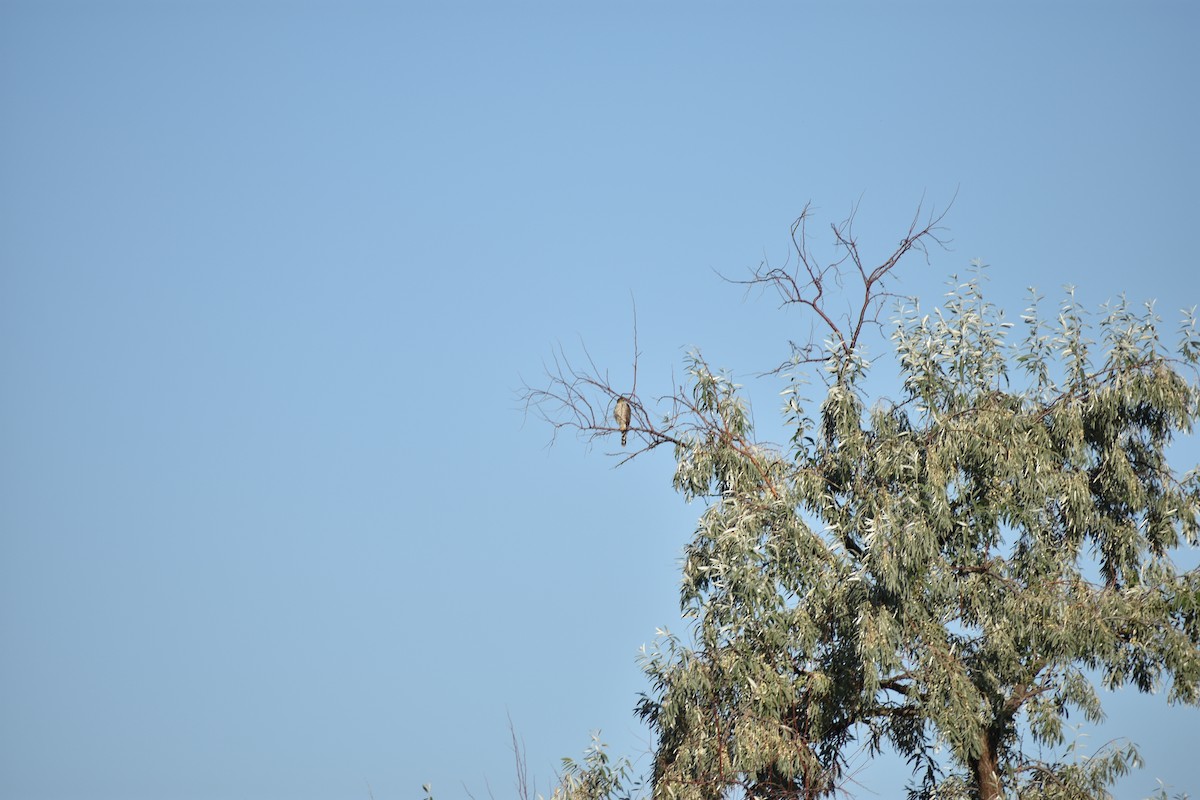 Sharp-shinned/Cooper's Hawk - ML642629121