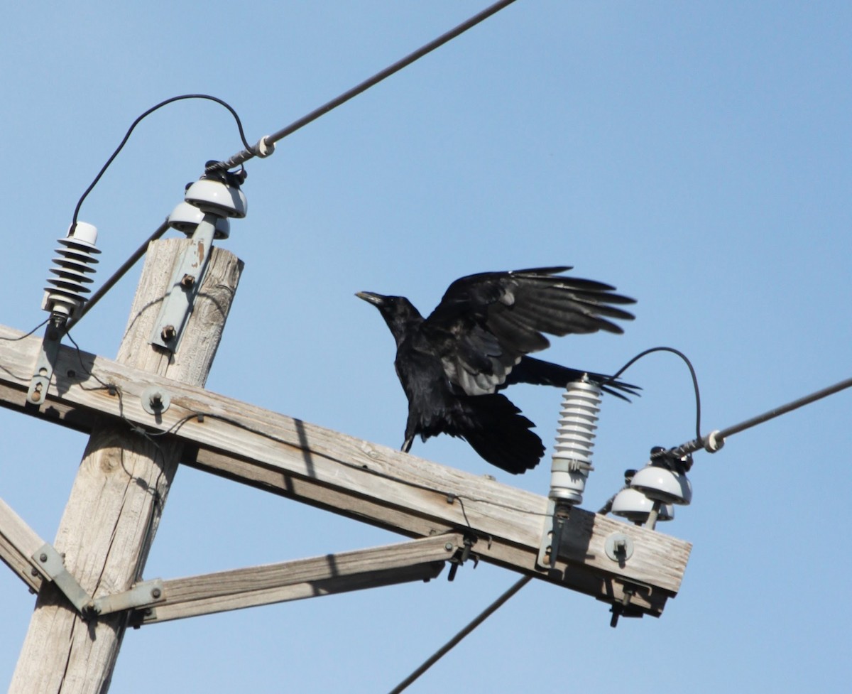 Chihuahuan Raven - ML642629137