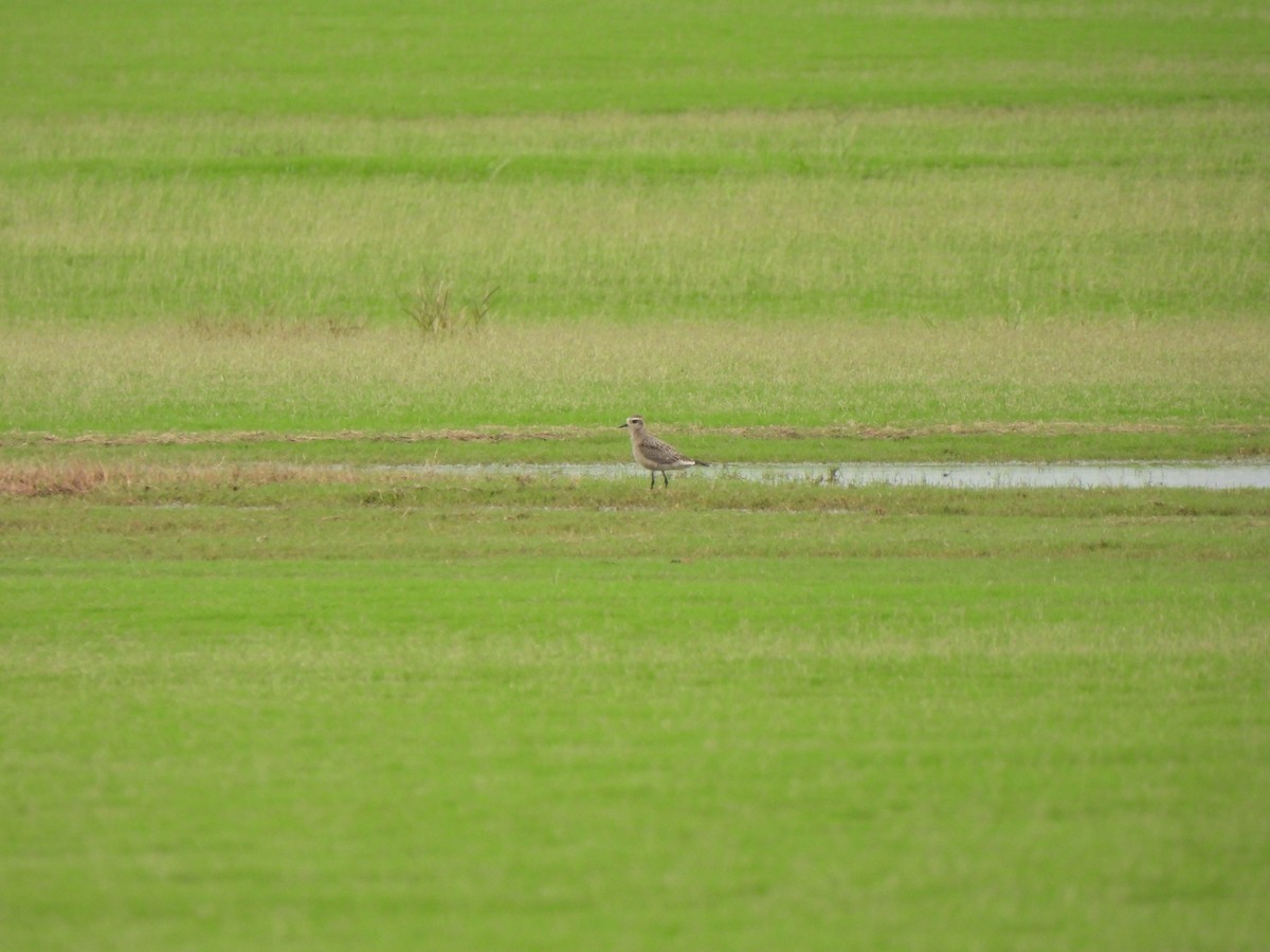 American Golden-Plover - ML642629141