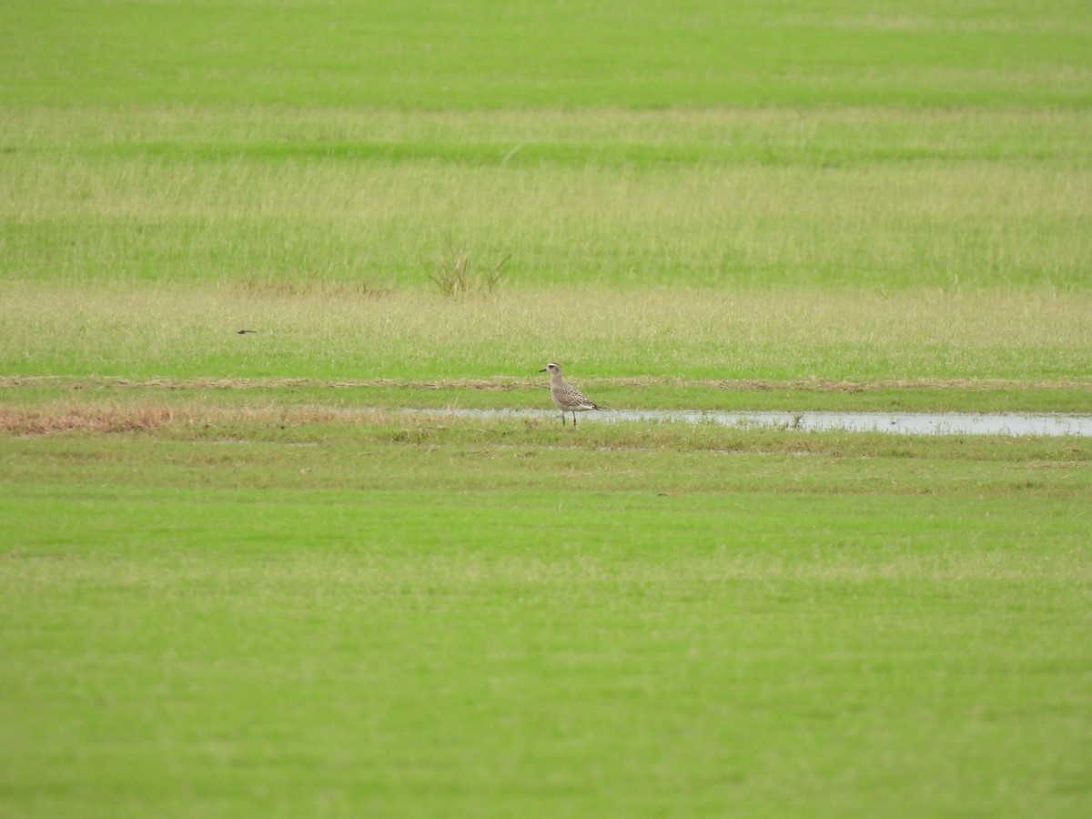 American Golden-Plover - ML642629142