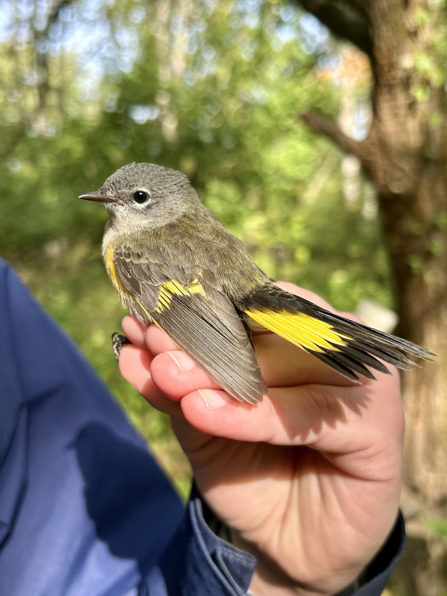 American Redstart - ML642629145
