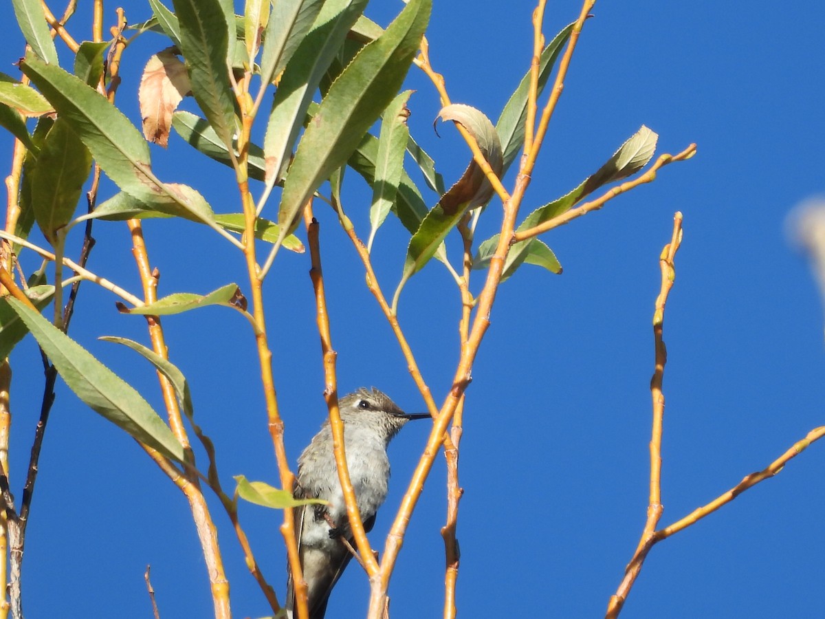Anna's Hummingbird - ML642629151