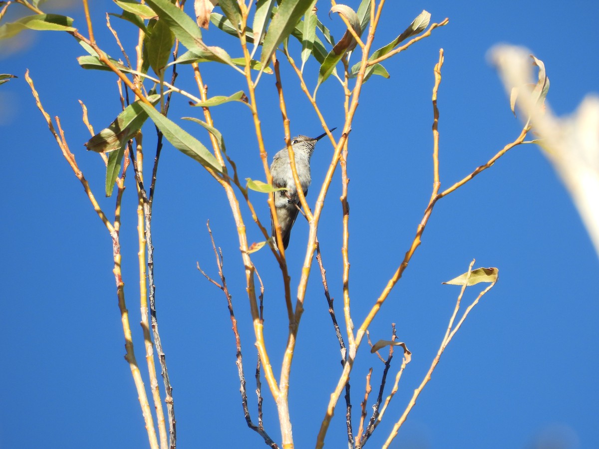 Anna's Hummingbird - ML642629152