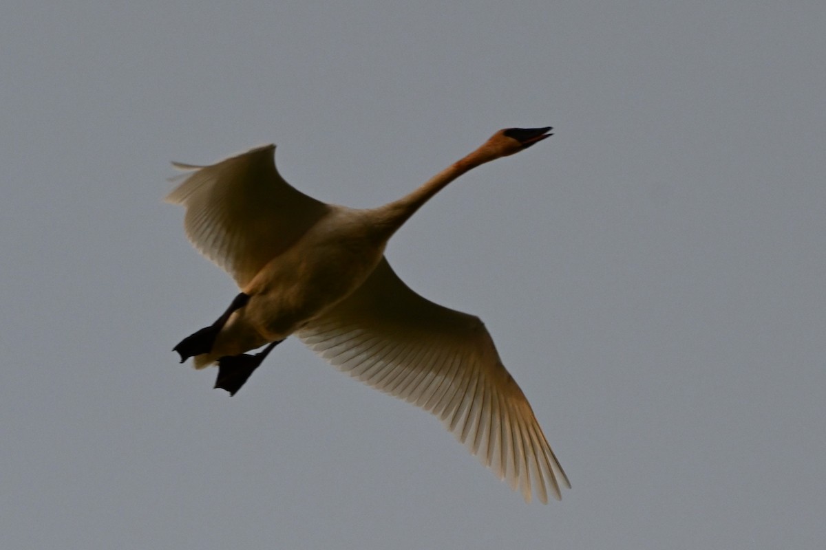 Trumpeter Swan - ML642629162