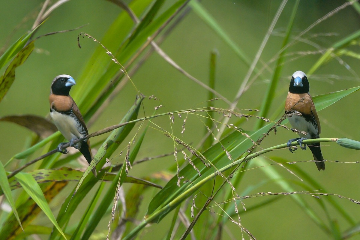 Chestnut-breasted Munia - ML642629174