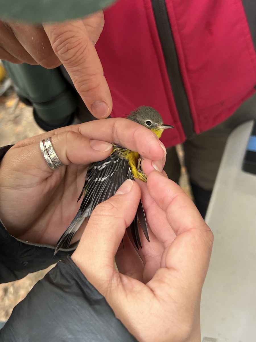Magnolia Warbler - ML642629187