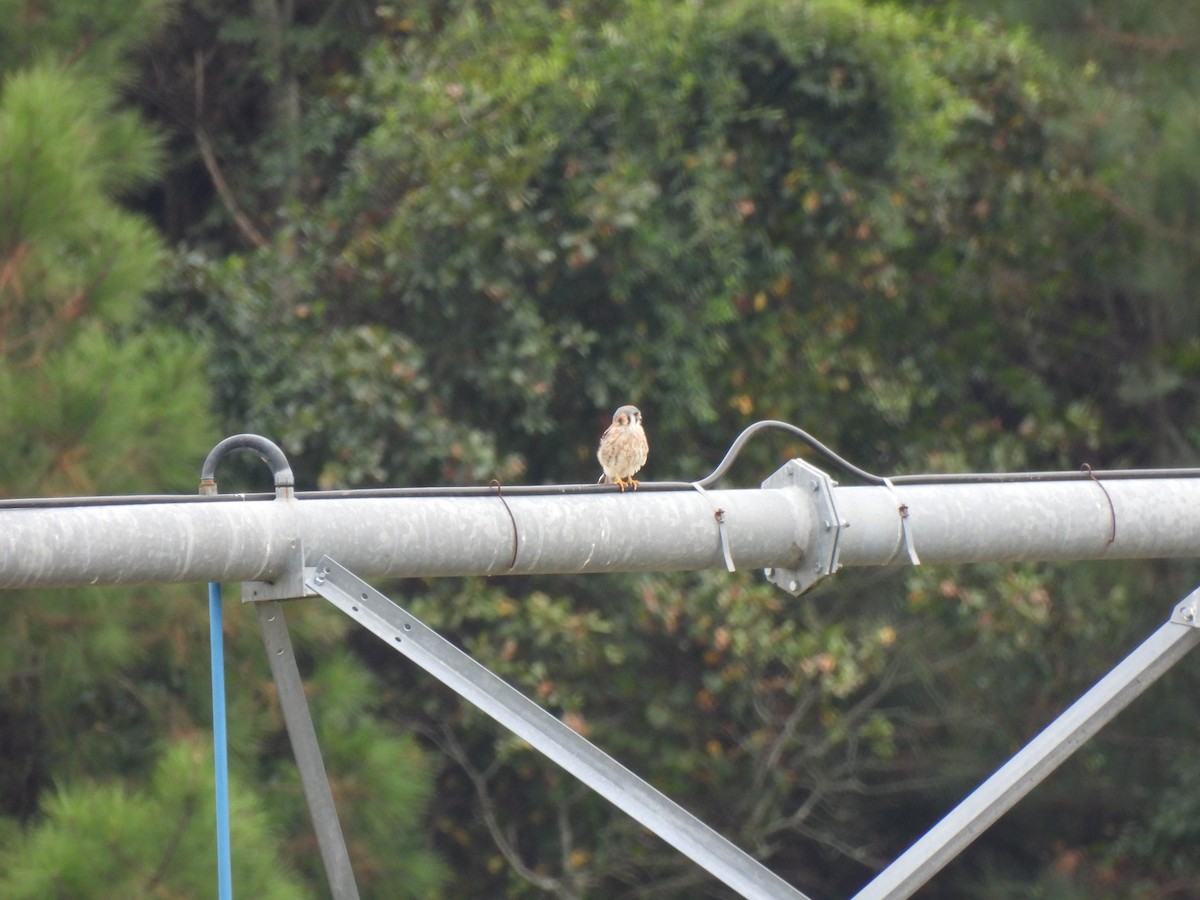 American Kestrel - ML642629189