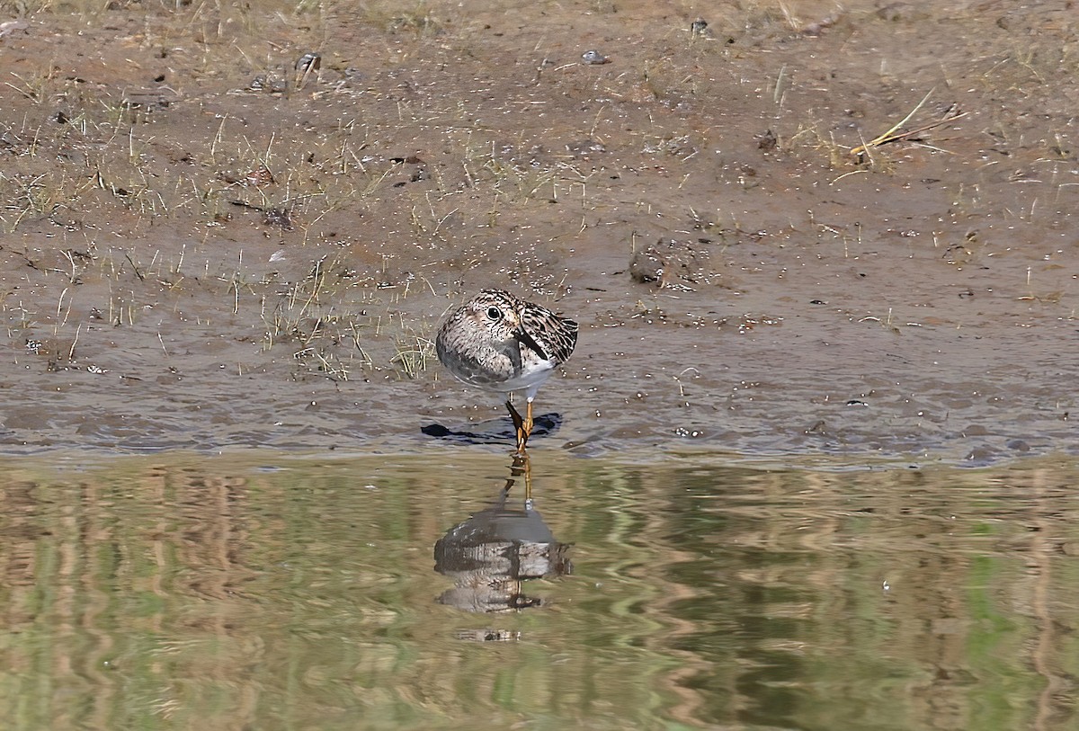 pygmésnipe - ML642629191