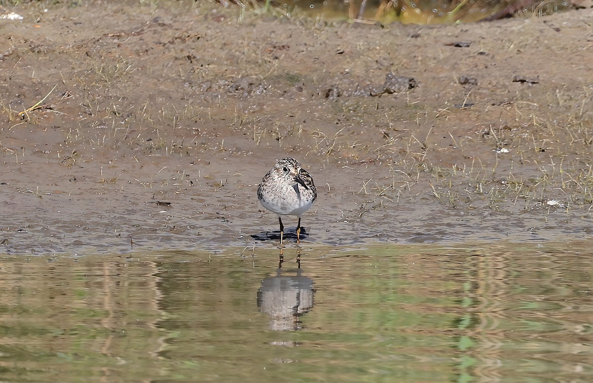 pygmésnipe - ML642629192