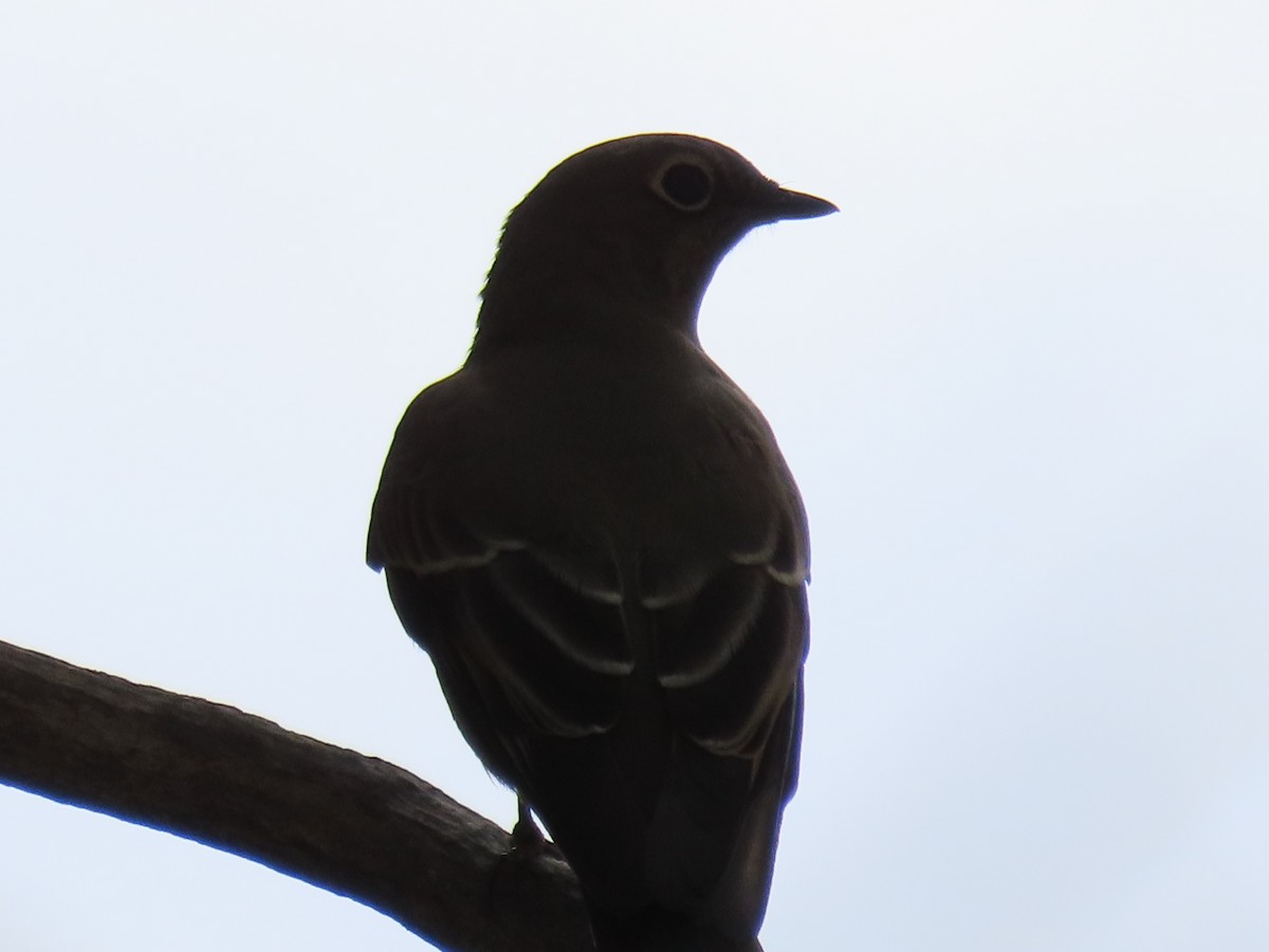 Townsend's Solitaire - ML642629200