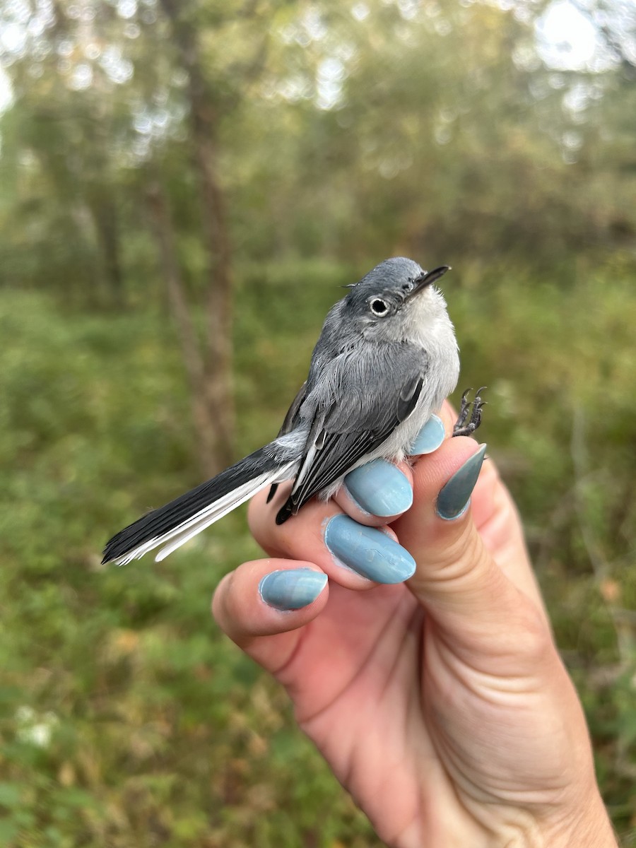 Blue-gray Gnatcatcher (Eastern) - ML642629203