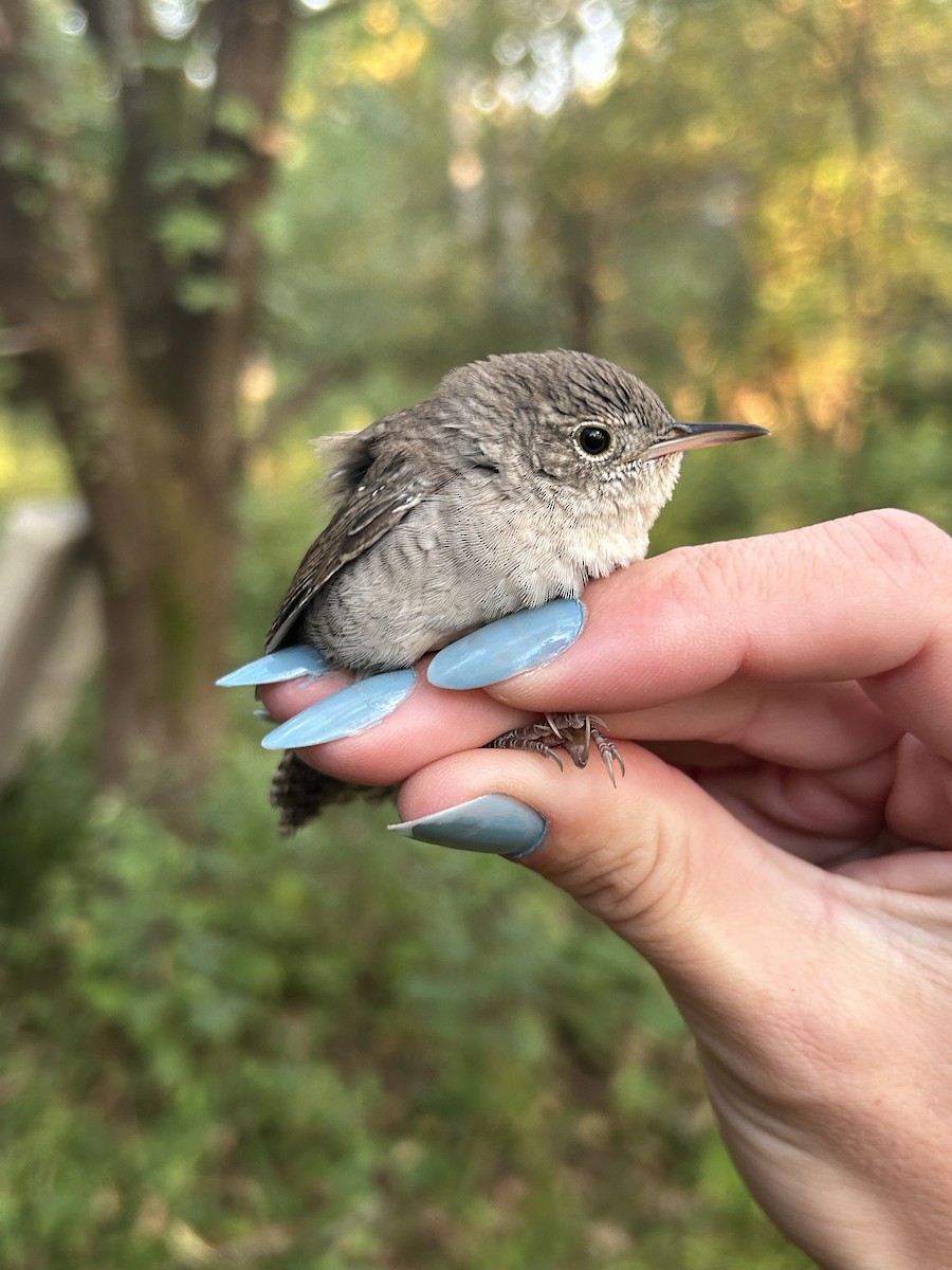 Northern House Wren - ML642629238