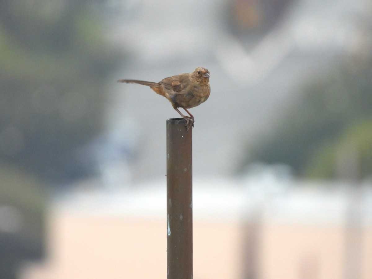 California Towhee - ML642629244
