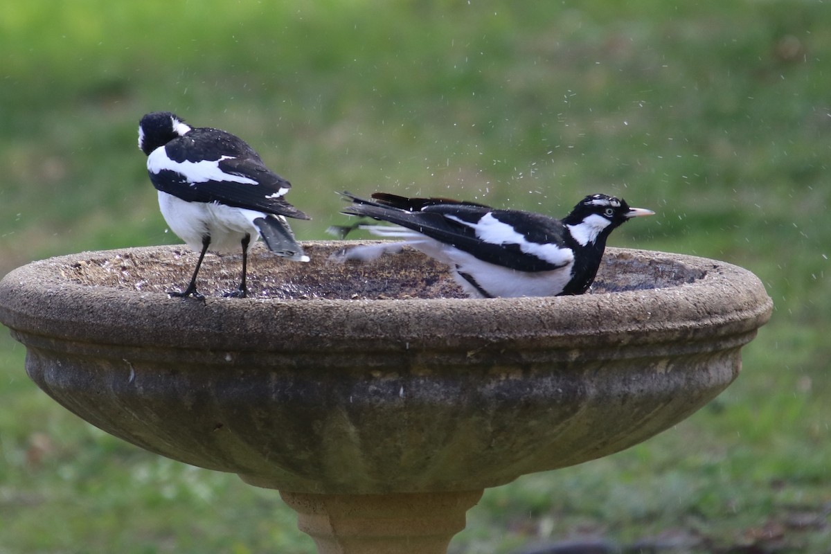Magpie-lark - ML642629246