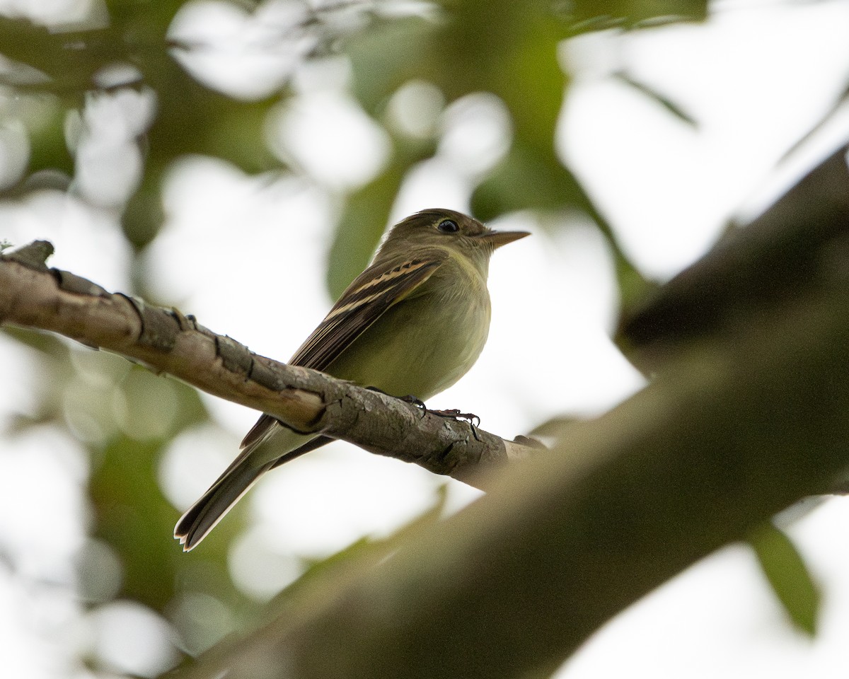Empidonax sp. - ML642629247