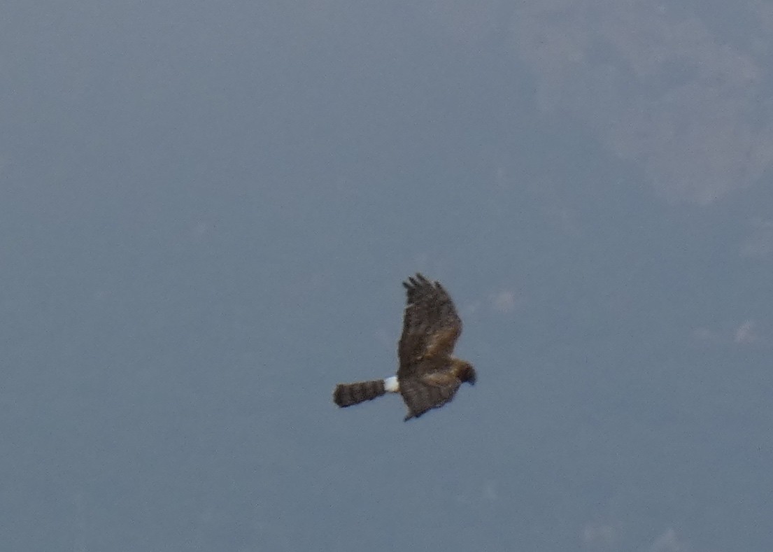 Northern Harrier - ML642629262