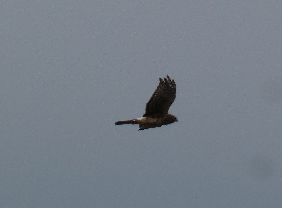 Northern Harrier - ML642629265