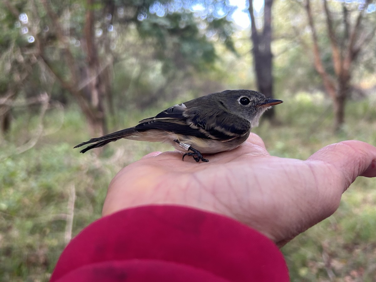 Least Flycatcher - ML642629267