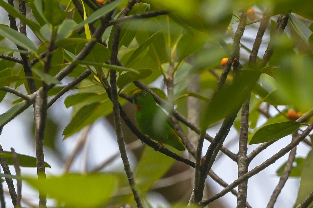 Papuan Hanging-Parrot - ML642629285