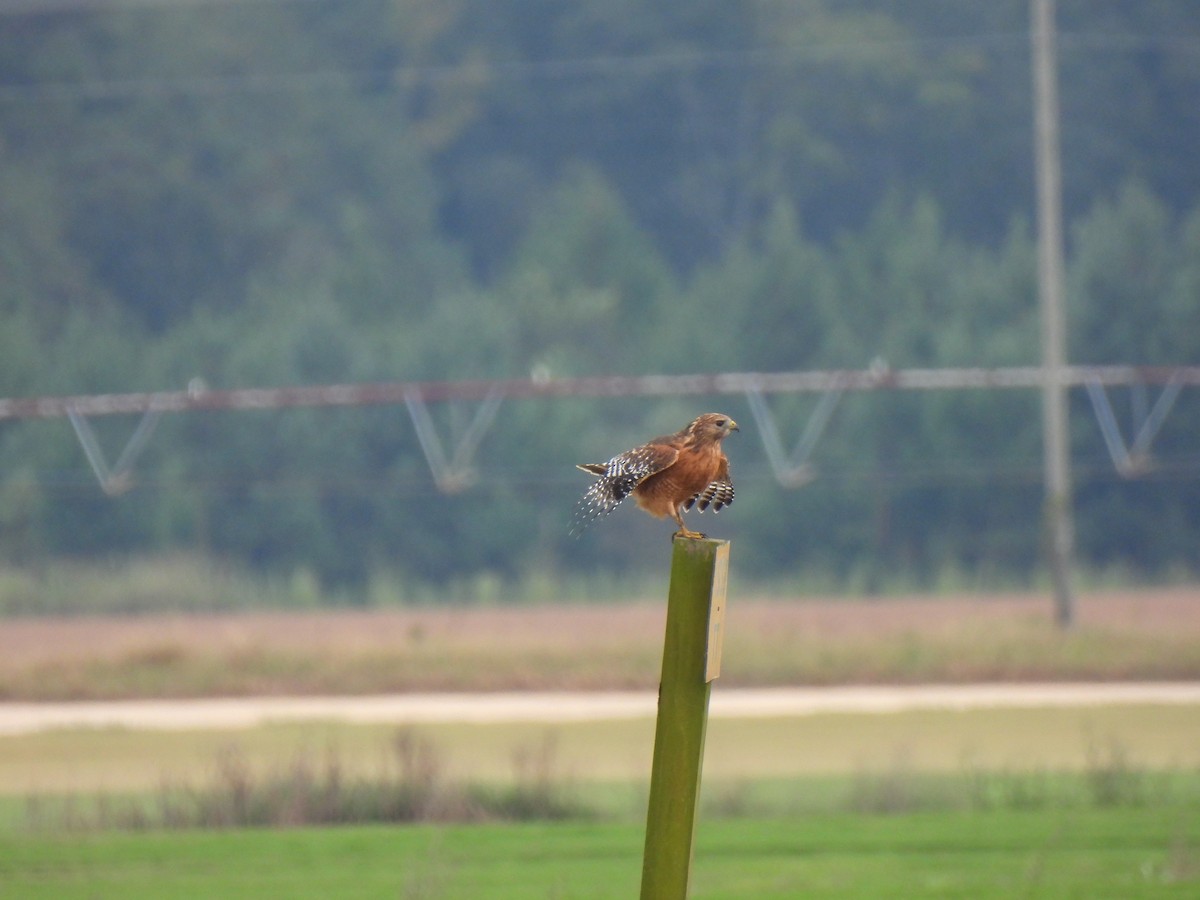 Red-shouldered Hawk - ML642629291