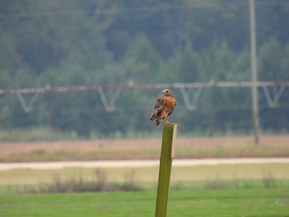 Red-shouldered Hawk - ML642629292