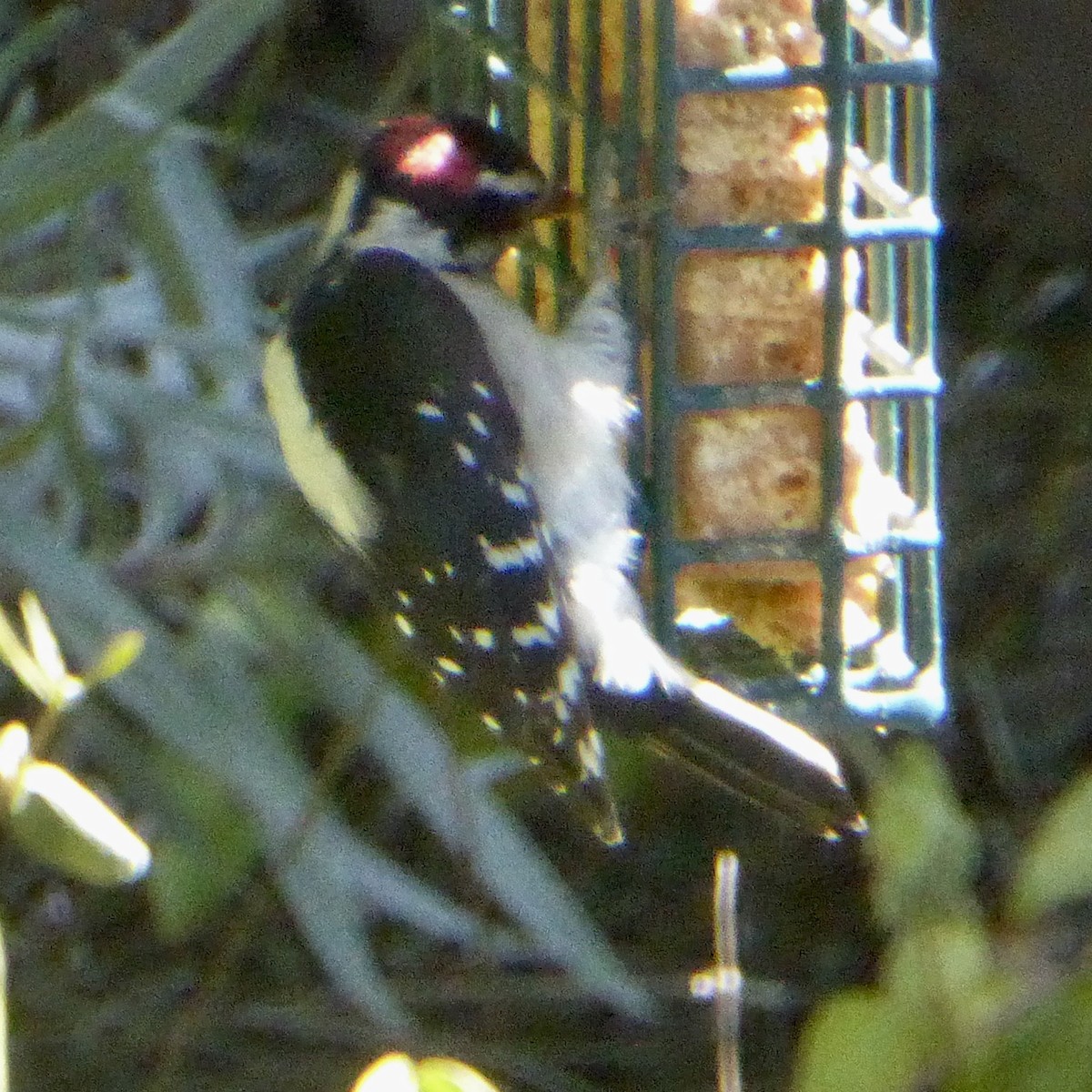 Downy Woodpecker - ML642629294