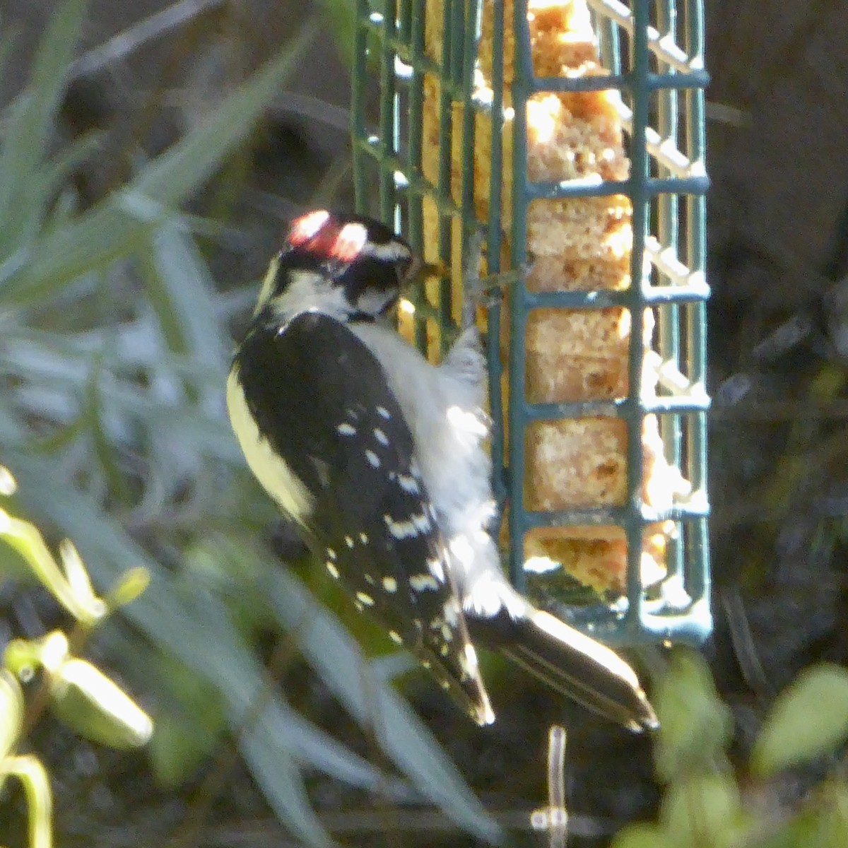 Downy Woodpecker - ML642629297