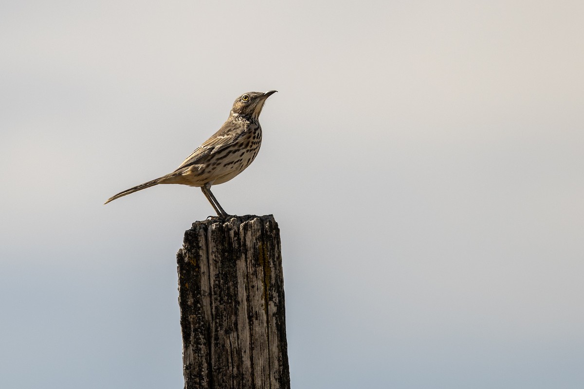 Sage Thrasher - ML642629298
