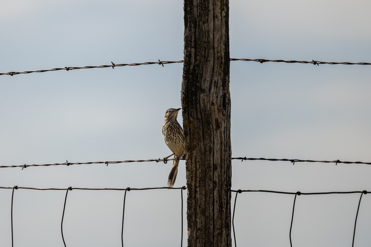 Sage Thrasher - ML642629299