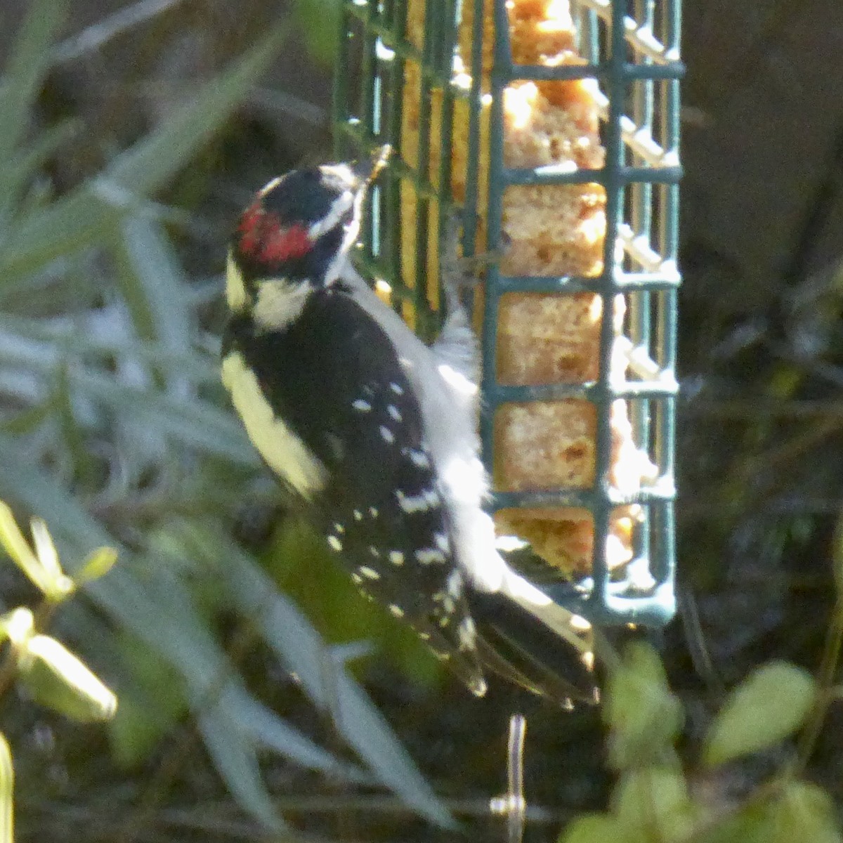 Downy Woodpecker - ML642629303